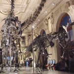 Naturhistorisches Museum Vienna Dinosaurs