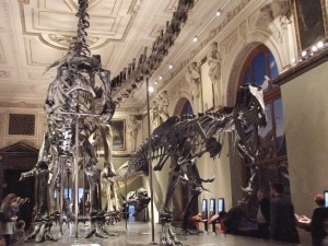 Naturhistorisches Museum Vienna Dinosaurs