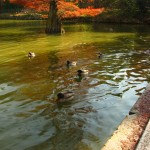 Ducks in the Pond at Retiro park